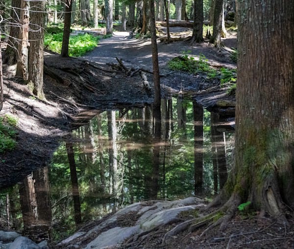 Reflections of the Forest | Glacier National Park Photography Print | Bama Price