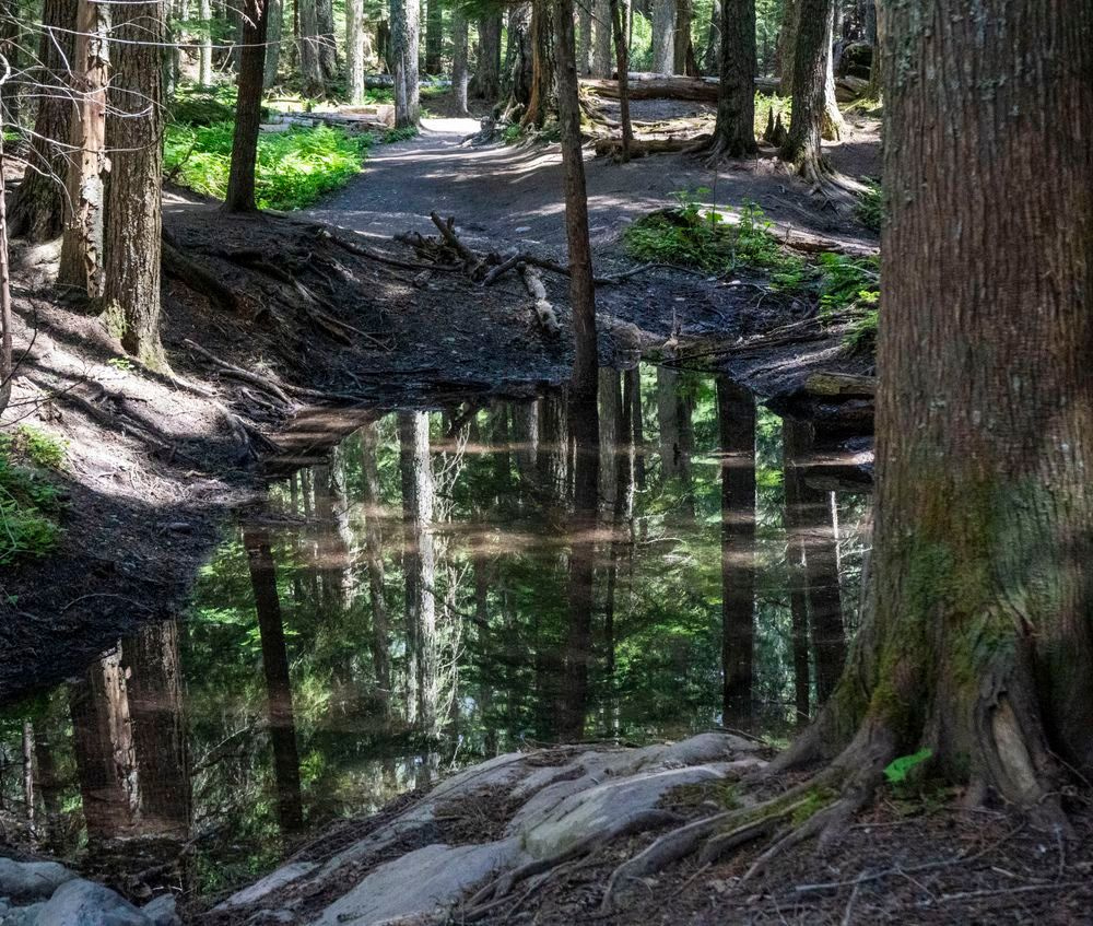 Reflections of the Forest | Glacier National Park Photography Print | Bama Price