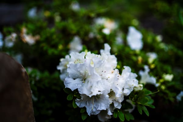 Rain-Kissed White | Birmingham Botanical Gardens Fine Art Floral Print | Bama Price