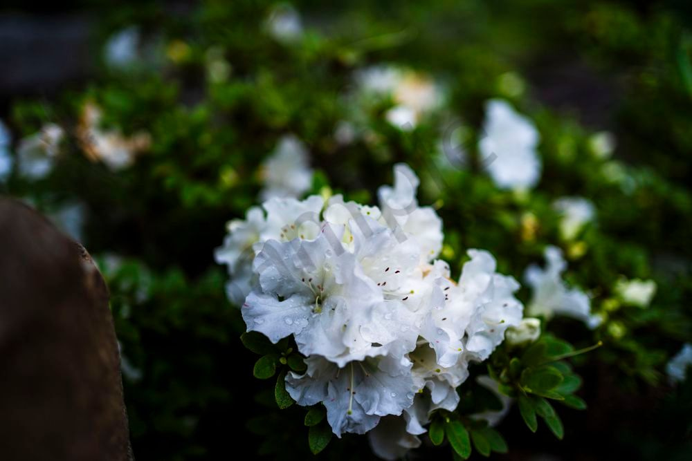 Rain-Kissed White | Birmingham Botanical Gardens Fine Art Floral Print | Bama Price