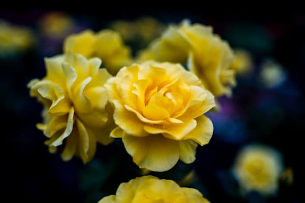 Sunny Velvet | Birmingham Botanical Gardens Fine Art Floral Print | Bama Price