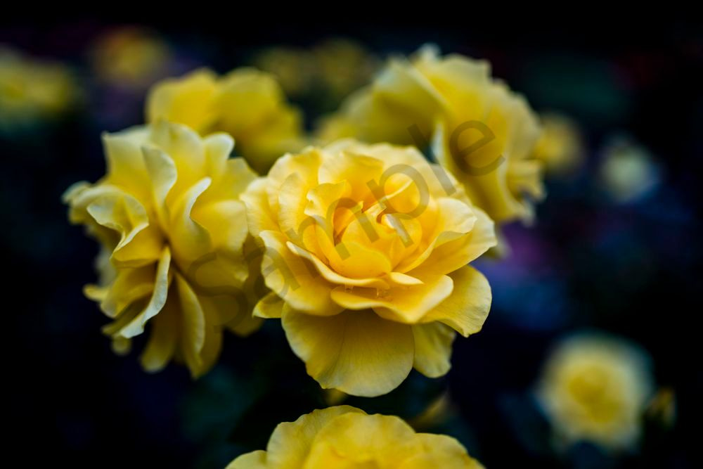 Sunny Velvet | Birmingham Botanical Gardens Fine Art Floral Print | Bama Price