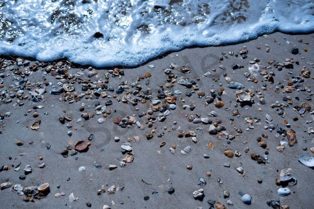Seashell Treasures | Dauphin Island Alabama Beach Photography Print | Bama Price