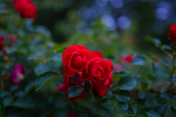 Scarlet Bloom | Birmingham Botanical Gardens Fine Art Floral Photography Print | Bama Price