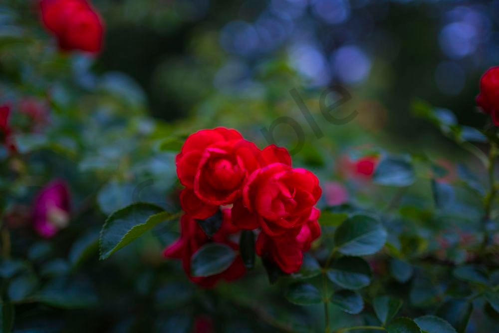 Scarlet Bloom | Birmingham Botanical Gardens Fine Art Floral Photography Print | Bama Price