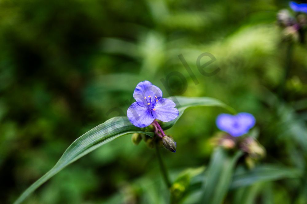 Violet Dewdrop | Birmingham Botanical Gardens Fine Art Floral Photography Print | Bama Price