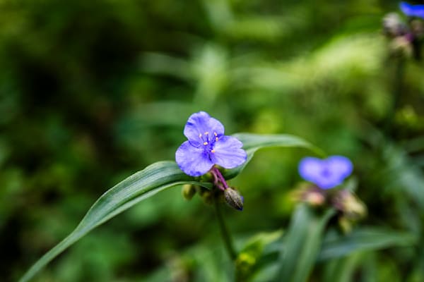 Violet Dewdrop | Birmingham Botanical Gardens Fine Art Floral Photography Print | Bama Price