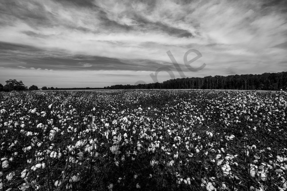 Whispers of Cotton: Athens AL Black & White Art Print | Bama Price