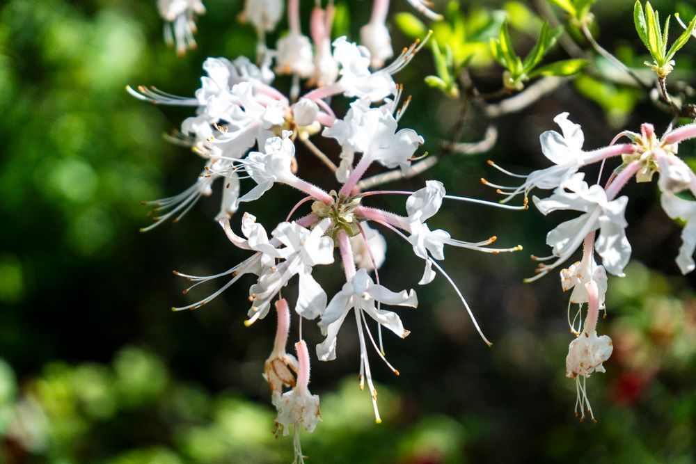 Rhododendron Glow | Huntsville Botanical Gardens Fine Art Photography Print | Bama Price