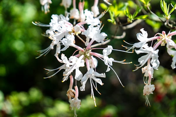 Rhododendron Glow | Huntsville Botanical Gardens Fine Art Photography Print | Bama Price