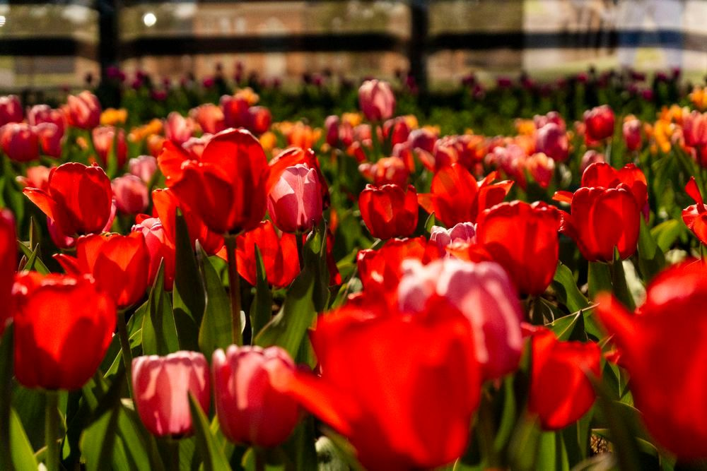 Through the Tulips | American Village Montevallo Alabama Fine Art Print | Bama Price