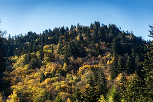 Golden Highlands | Autumn Smoky Mountains Fine Art Photography Print | Bama Price