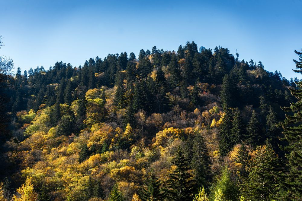 Golden Highlands | Autumn Smoky Mountains Fine Art Photography Print | Bama Price