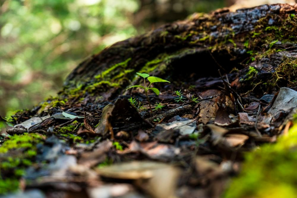 Forest Renewal - Life Emerging in Bankhead National Forest Print | Bama Price
