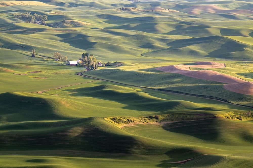 Waves of Green | Palouse Waves of Green Fine Art Print