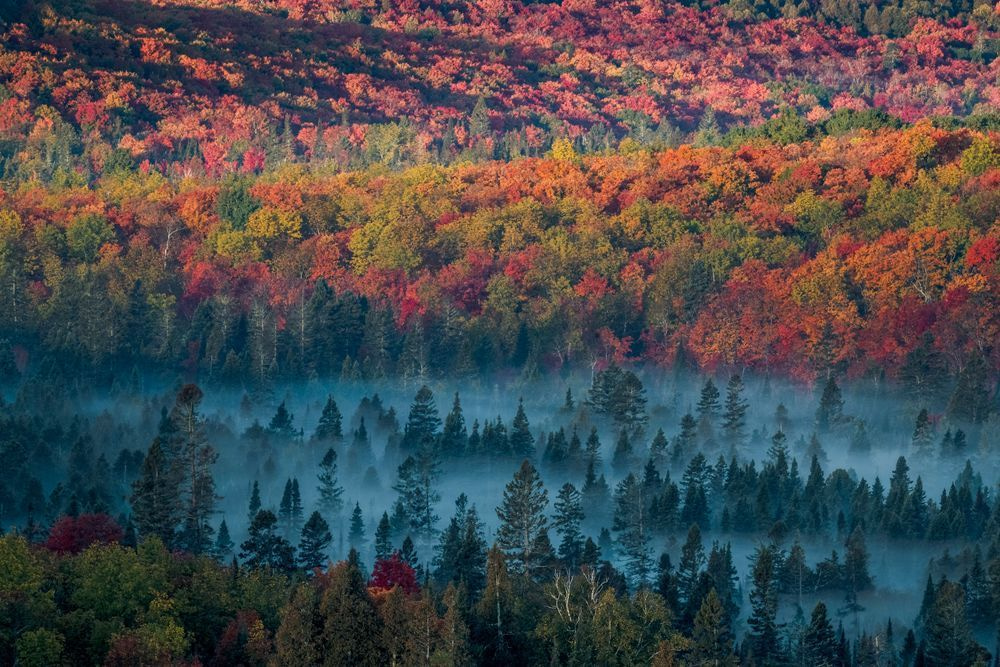 What I Thought I Knew | Minnesota Autumn Forest Print