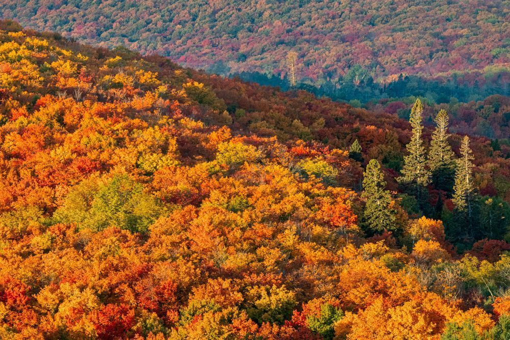 Where Autumn Gathers | Minnesota Fall Landscape Print