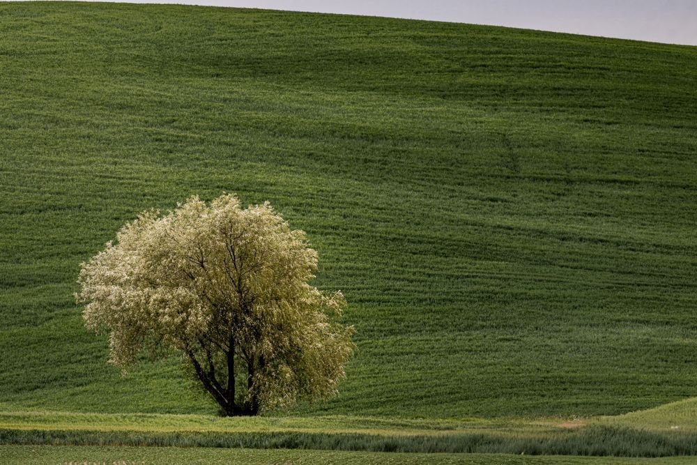 The Tree Between the Hills | Palouse Lone Tree Fine Art Print