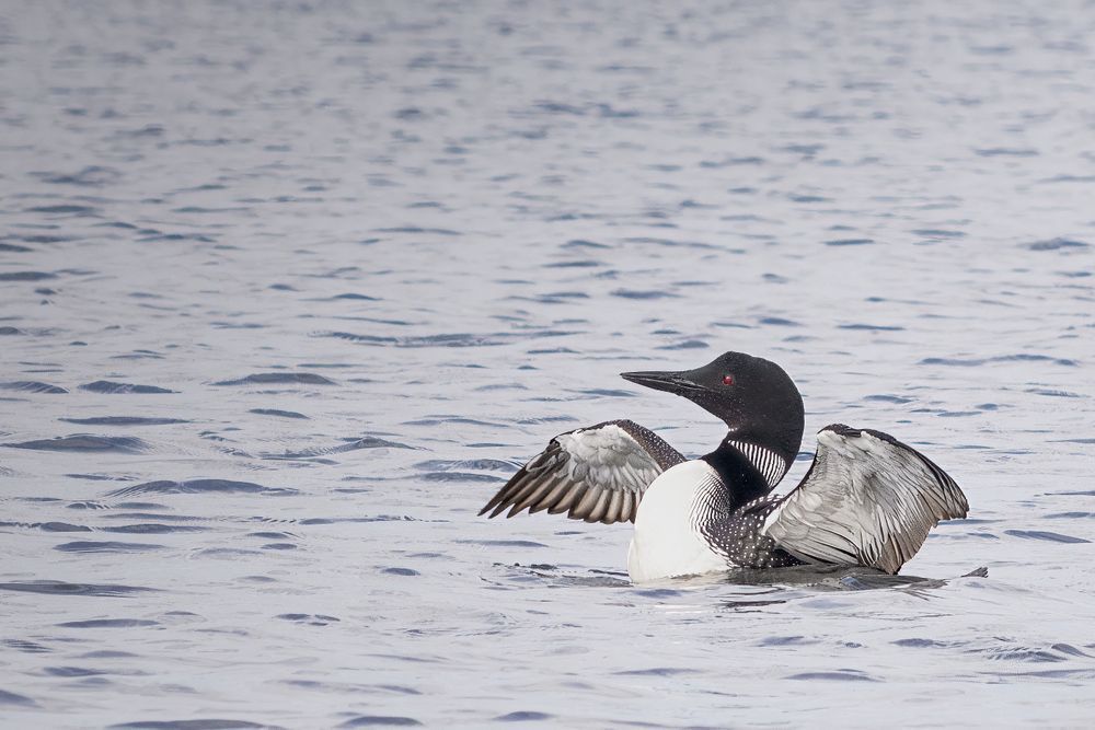 The Calling | BWCA Loon Wildlife Fine Art Print