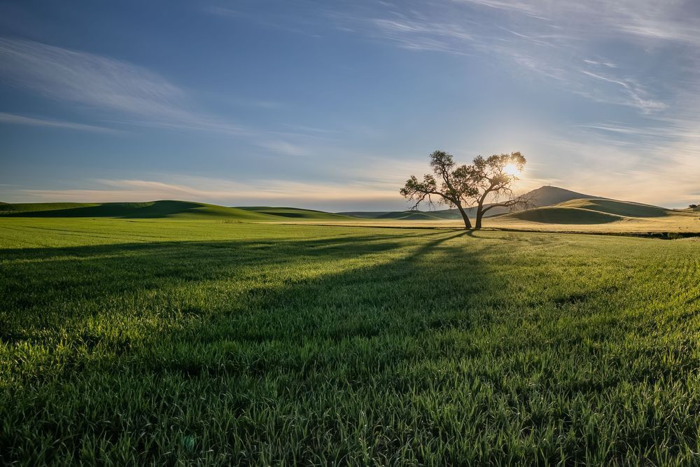 The Lone Tree and the Hills | Palouse Lone Tree Fine Art Print
