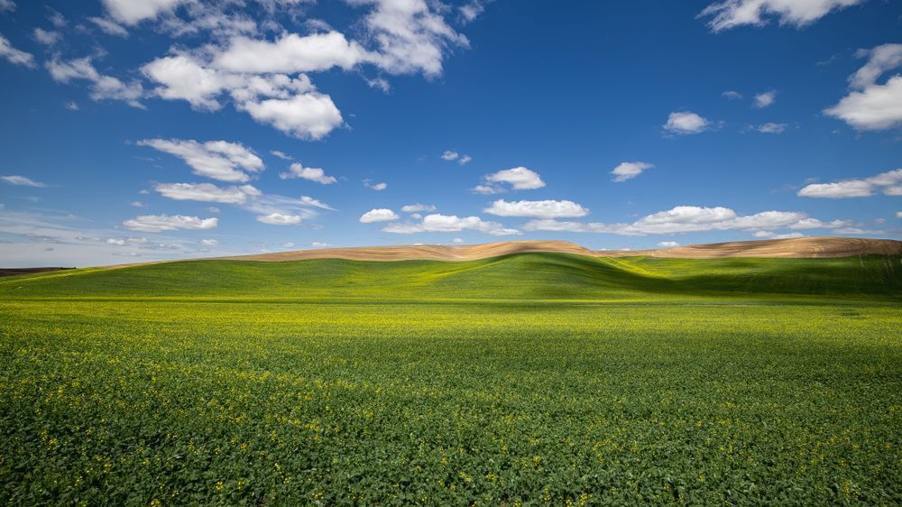 Under the Palouse Sky | Palouse Rolling Hills Fine Art Print