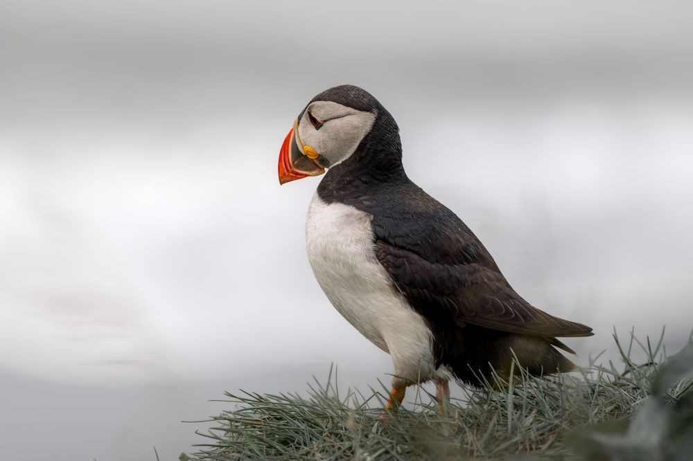 Presence | Dyrhólaey Iceland Puffin Portrait Fine Art Print