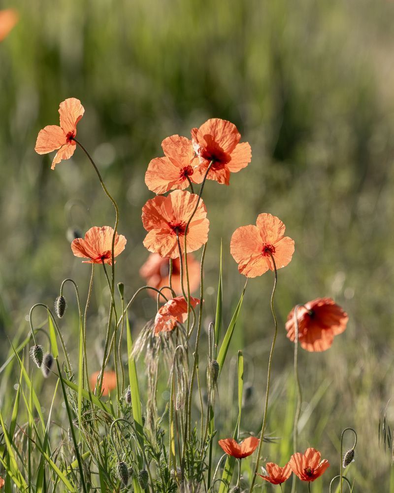 Poppies Between the Hills | Tuscany Fine Art Print