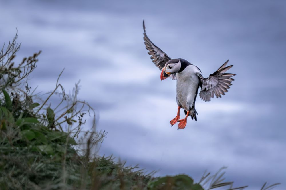 FOCUS | Dyrhólaey Puffin in Flight Fine Art Print