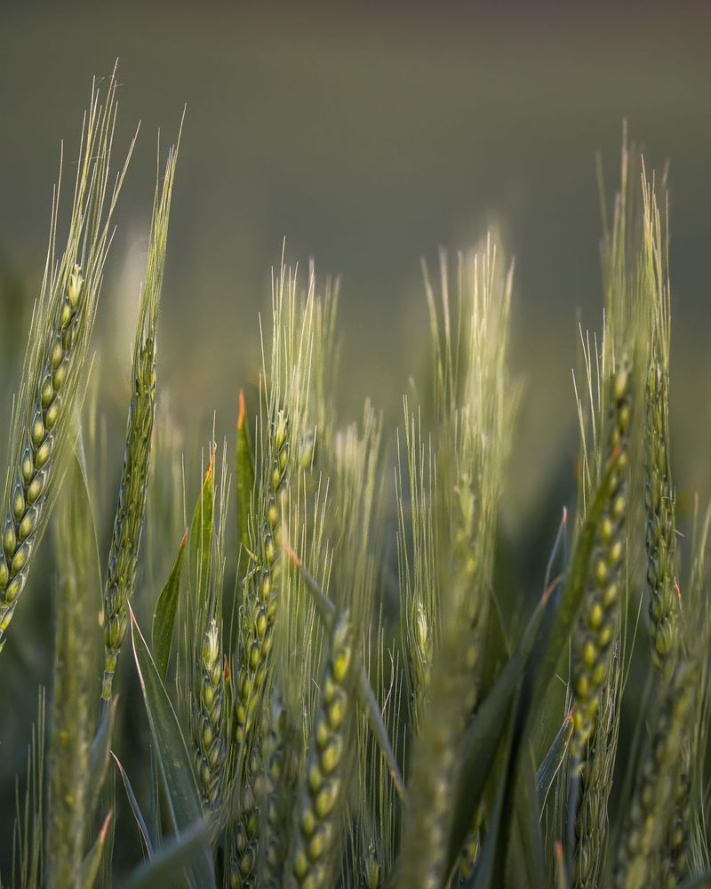 First Light | Palouse Wheat Fine Art Print