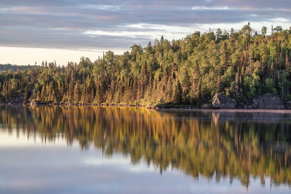First Light Across the Pines