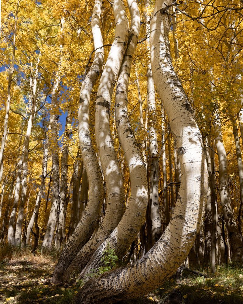 Colorado Curved Aspen Fine Art Print | The Shape of Autumn