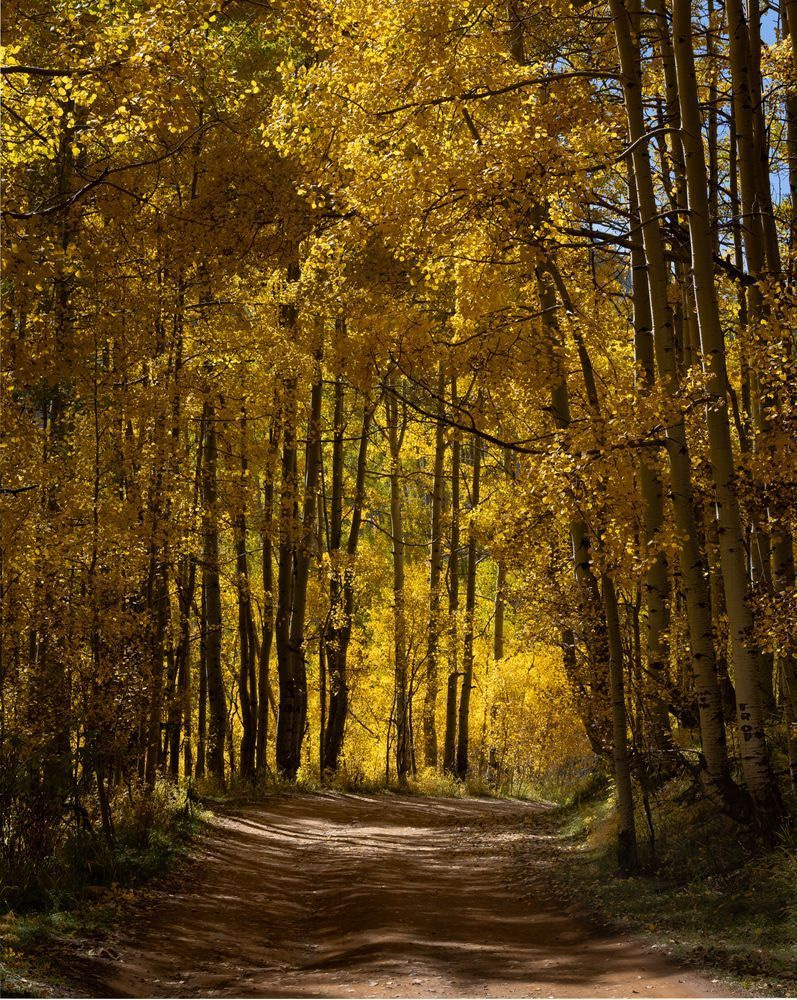 Colorado Autumn Aspen Road Print | One More Turn