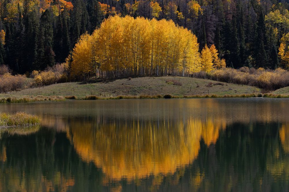 Colorado Aspen Reflection Print | A Little Longer Here
