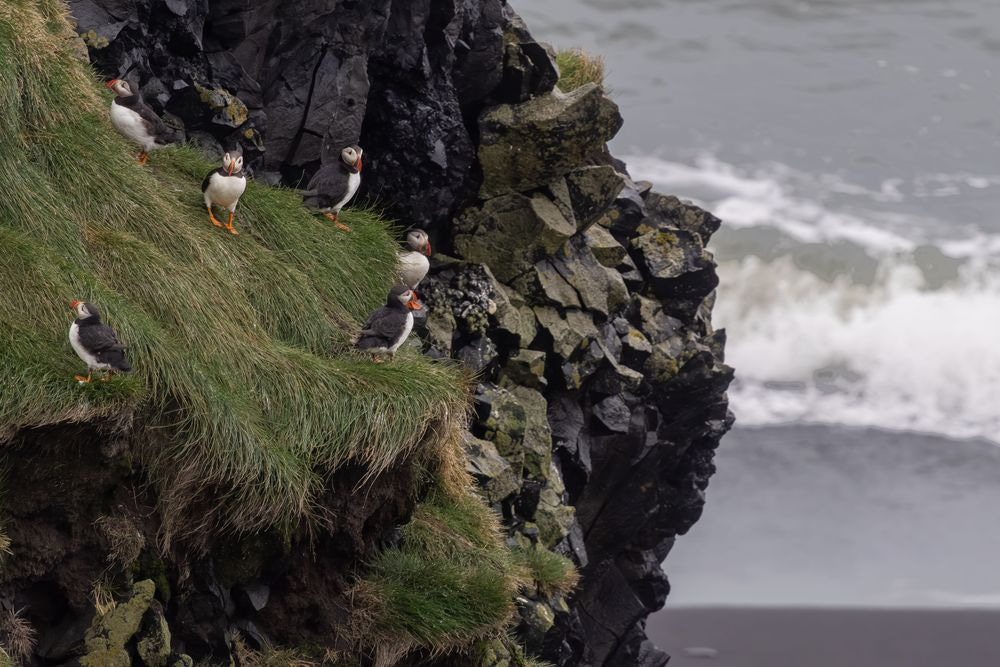 Belonging | Dyrhólaey Iceland Puffin Colony Fine Art Print