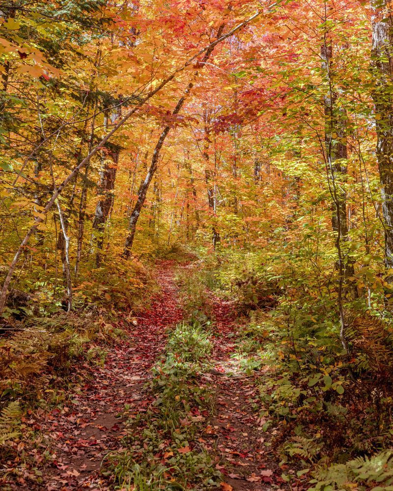 A Little Farther In | Minnesota Autumn Trail Print