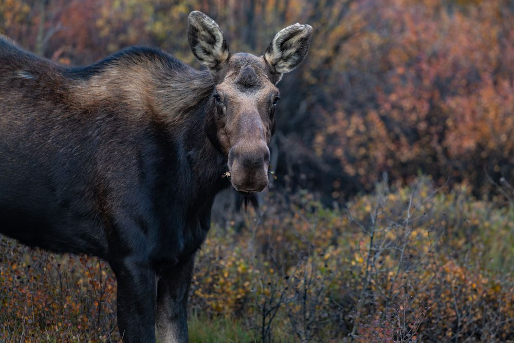 Colorado Moose Fine Art Print | A Moment Between Us