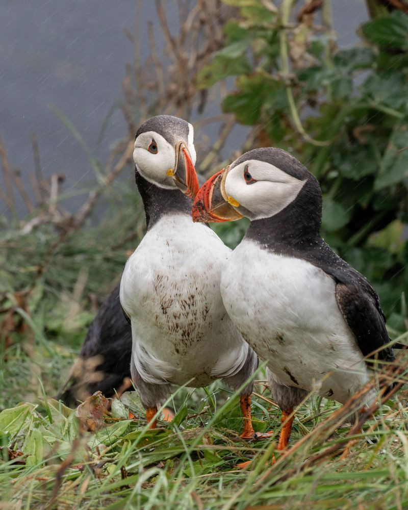 A Welcome Distraction | Dyrhólaey Iceland Puffin Pair Fine Art Print