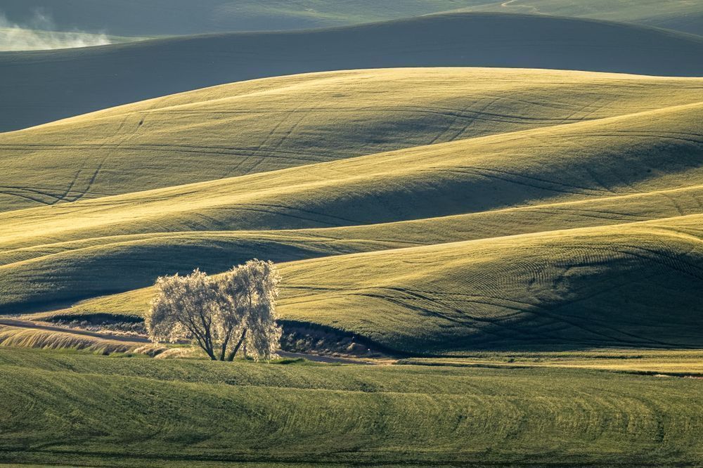 Hillside Companions | Palouse Fine Art Print