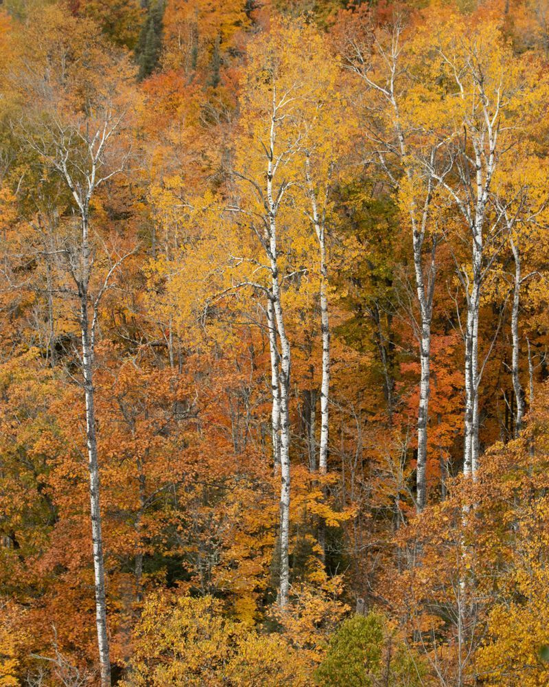 In Golden Company | Minnesota Autumn Birch Photography