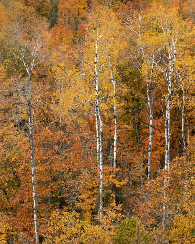 In Golden Company | Minnesota Autumn Birch Photography
