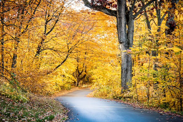 Autumn's Embrace On 3 Mile Drive