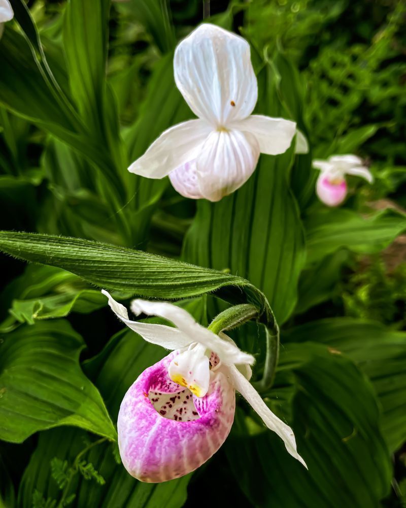 A Quiet Pairing | Minnesota Floral Nature Fine Art Print