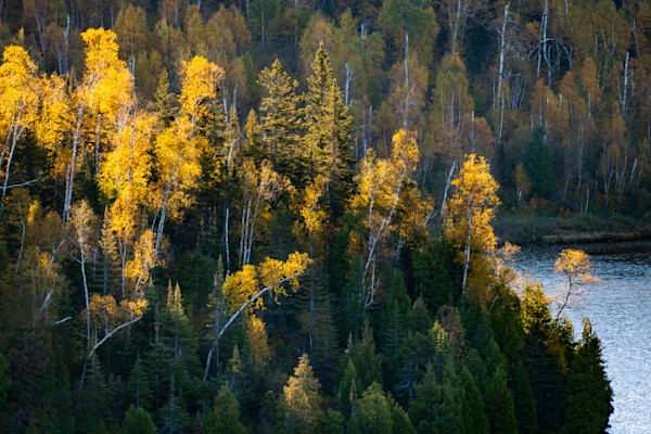 Light Among the Pines