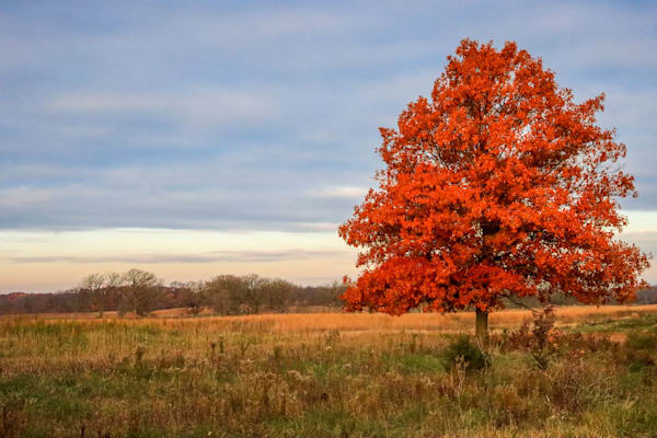 Solitary Autumn Blaze