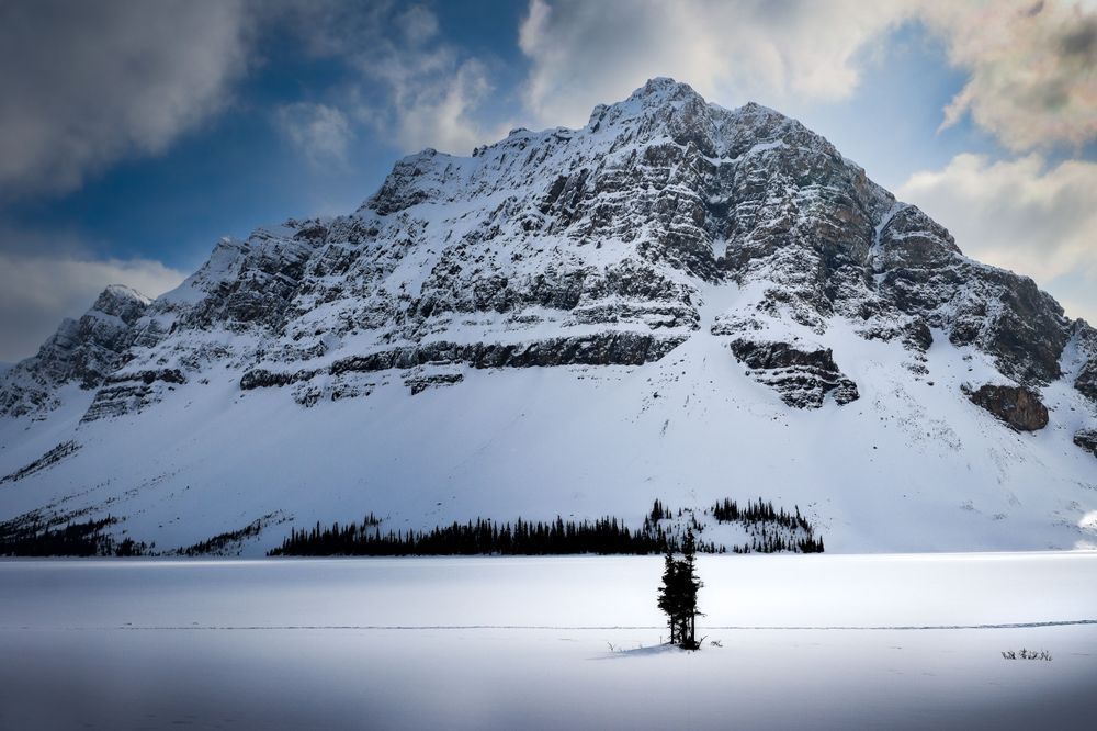 The One That Stayed | Canadian Rockies Lone Tree Fine Art Print