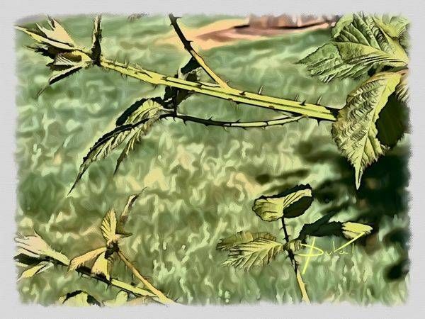 A Thorny Oregon Moment Art | Cynthia DuVal Creative Studio