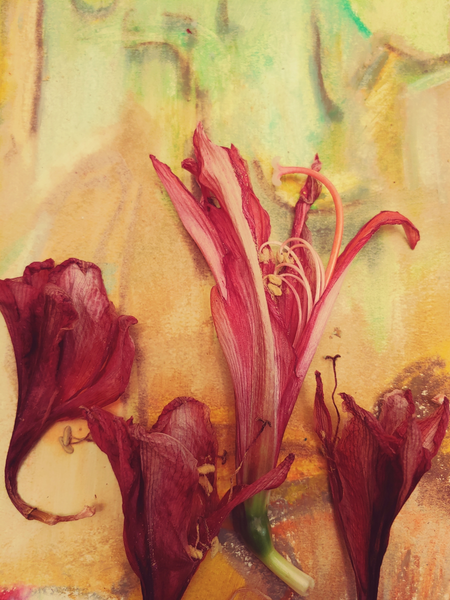 Amaryllis Divine Art | Cynthia DuVal Creative Studio