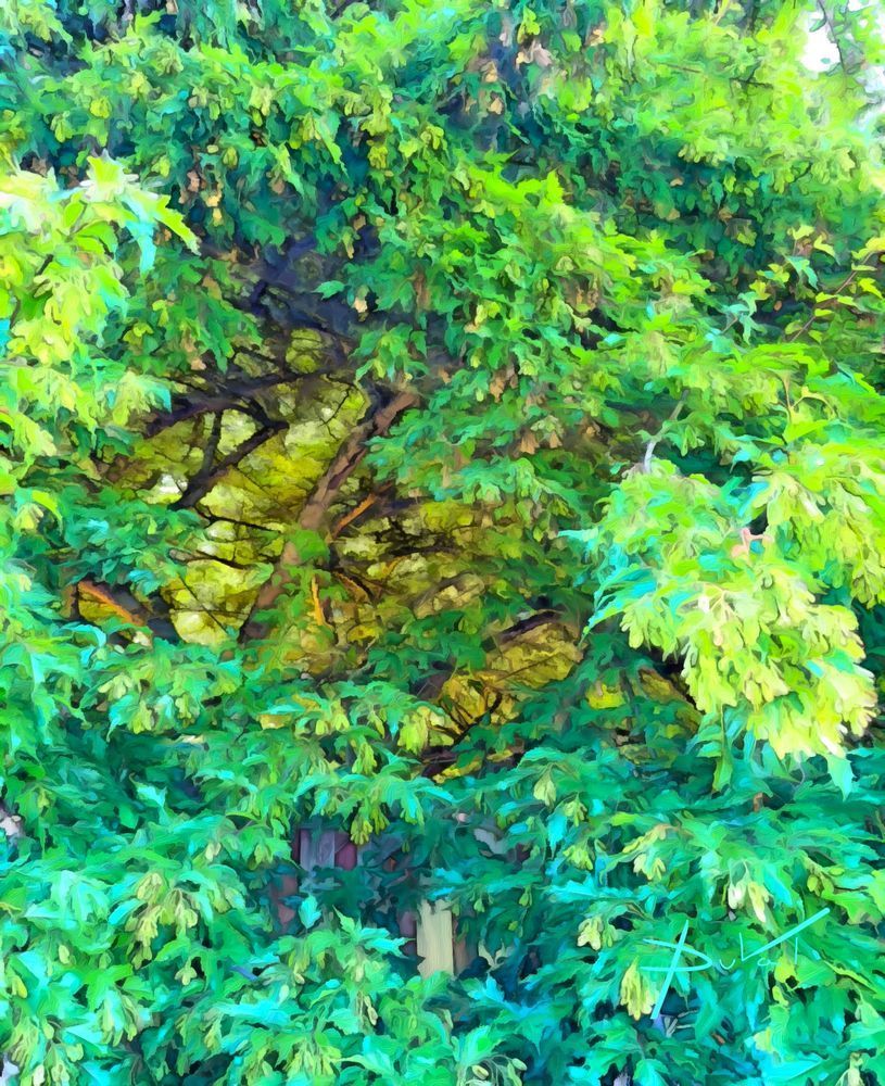 Into The Canopy Art | Cynthia DuVal Creative Studio