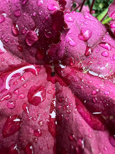 Heuchera in Spring
ArtbyDuVal