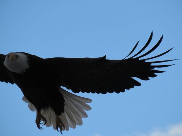 Eagles